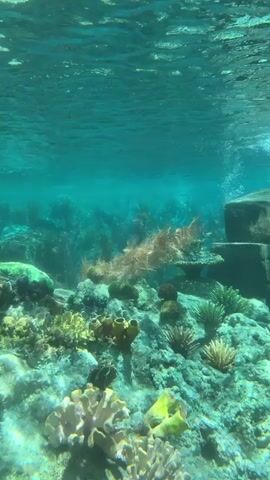 The video shows an underwater view of a coral reef. The water is clear and blue, with sunlight filtering down from the surface. The coral reef is teeming with life, including various types of coral, anemones, and sponges. The camera pans across the reef, showcasing its vibrant colors and diverse ecosystem. There are no people or animals visible in the video, but the presence of marine life is implied by the environment.