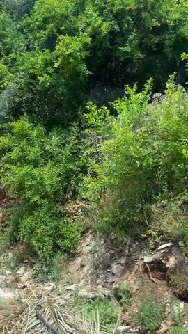 This video captures a drive through a natural landscape, likely in Kumbor, Montenegro, characterized by lush green foliage and rocky, eroded terrain. The camera appears to be mounted on a moving vehicle, providing a dynamic perspective of the roadside environment.

The primary subject is the natural scenery itself. Dense green trees and shrubs cover the upper portion of the frame, creating a dense canopy. Below this vegetation, a section of exposed rock face is visible. This rock face is a mosaic of earthy tones, with shades of reddish-brown, tan, and gray. The rocks are irregularly shaped and appear weathered, suggesting a natural embankment or a cut-through for a road.

The activity depicted is vehicular movement through this scenic route. The camera's perspective indicates the vehicle is traveling forward, with the landscape unfolding alongside. At one point, another vehicle, a dark-colored car, passes by on the left side of the frame. Later, the side of a silver car is visible in the foreground as it travels in the same direction as the camera.

Notable details include the texture and layers of the rock formation, which suggest geological history. Some areas of the embankment show signs of erosion, with loose soil and smaller stones scattered at the base. There's also evidence of human intervention in the form of a piece of green material, possibly a tarp or plastic sheeting, partially visible among the debris at the bottom of the rocky slope. The time of day appears to be daytime, with ample natural light illuminating the scene, and the weather seems to be fair, with no indications of rain or harsh sunlight.

The overall impression is one of a scenic drive through a natural, somewhat rugged environment, possibly a mountainous or hilly region. The presence of the vehicles suggests this is a route used for transportation. There is no visible text within the video clip.