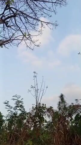 The video captures a sky view from below, focusing on the branches of a tree against a pale blue sky with scattered clouds. The tree is mostly bare, with only a few small green leaves visible, suggesting it might be autumn or early spring. Below the tree, there is a dense patch of foliage, with tall, thin stalks of vegetation and darker green bushes. The camera appears to be held steady, with a slight upward tilt as it pans across the scene. The lighting suggests it is daytime, likely late afternoon due to the soft, diffused light. There are no people or animals visible in the video. The environment appears to be outdoors, possibly in a rural or natural setting.