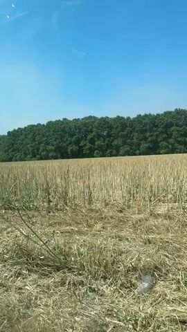 The video shows a road sign indicating a speed limit of 60 and a distance of 400 meters, set against a backdrop of a wheat field and a dense green forest under a clear blue sky. The camera appears to be mounted on a moving vehicle, capturing the passing scenery. The wheat field is mostly harvested, with stubble and some remaining stalks. Tall green grass grows around the base of the road sign. In the distance, a thick line of trees forms the edge of the forest. The sun is shining brightly, casting shadows and illuminating the scene.