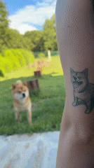Backyard barbecue gathering with Shiba Inu in Priseltsi Bulgaria