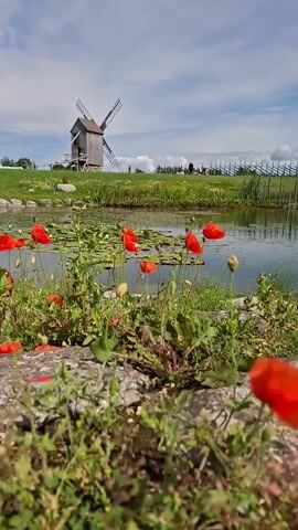 The video shows a scenic view of a pond with water lilies and red poppies in the foreground. In the background, there are several windmills on a grassy hill under a cloudy sky. The camera is low to the ground, focusing on the poppies and the pond. The windmills appear to be made of wood and are of traditional design. There are a few small rocks and grass around the pond. The scene is peaceful and natural, with a hint of rustic charm due to the windmills.
