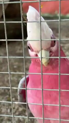 A pink and white cockatoo is visible inside a metal cage. The bird is looking directly at the camera and chirping. The background appears to be a neutral-colored outdoor setting.