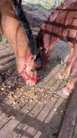 The video captures multiple horses eating in an outdoor, partially sheltered area. In the foreground, a light brown horse with a black mane and a red halter is seen actively consuming chopped pieces of food, resembling apples or other fruits/vegetables, scattered across a wooden plank floor. Another darker brown horse is partially visible next to it, also eating. Further back, a brown and white pinto horse and a fourth brown horse are similarly engaged, feeding on the scattered food and some green pine or fir branches. The scene is brightly lit by natural sunlight, casting shadows from the supporting structure of the shelter. The horses appear calm and content while eating. The setting features a wooden floor, metal support poles, and green vegetation in the background, suggesting a rural stable or enclosure at Sanatoriya Yumatovo Imeni 15-Letiya Bassr, Russia. No text is visible.