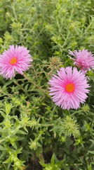 Late summer garden walk through Potsdam's parks and green spaces