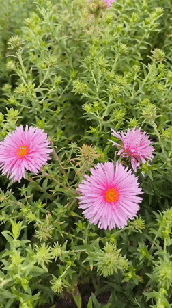 Late summer garden walk through Potsdam's parks and green spaces