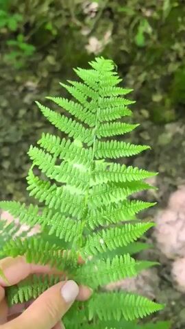 A close-up shot shows a person's hand holding a bright green fern frond. The background is blurred, but appears to be a forest floor with fallen leaves and dappled sunlight. The fern is the primary focus, with its delicate, serrated leaflets clearly visible. The person's fingers gently cradle the stem of the fern.