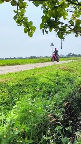 A person wearing a red hat and dark clothing drives a red motorcycle on a paved road through a green landscape on a sunny day. The person briefly looks at their phone. The road is bordered by green fields, and a triangular road sign is visible to the right of the road. The camera's view is partly obscured by green leaves and tree branches overhead. After the motorcycle passes, the camera moves to the right, showing a tree trunk and a small ditch with water.