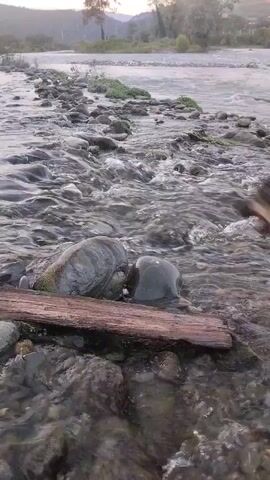 A dog with black and tan fur walks through a shallow, rocky river. The dog is in focus, with the rest of the scene slightly blurred. The river has clear, flowing water and is filled with smooth, grey stones. A weathered piece of wood lies horizontally across some of the rocks in the foreground. In the background, the river continues, with more rocks and green vegetation lining the banks. Trees are visible on the far bank, and rolling hills rise in the distance under a hazy sky, suggesting it might be early morning or late afternoon. The overall atmosphere is serene and natural.