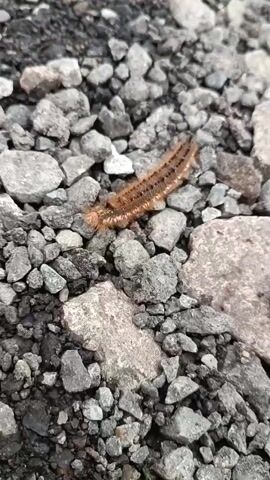 A close-up shot shows a fuzzy brown caterpillar with black markings moving across a surface covered in gravel. The caterpillar is the central focus of the video, and its movement is captured in detail. The surrounding environment consists of various sizes of gray and black stones, suggesting an outdoor, possibly rural or undeveloped area. The lighting appears natural, with no artificial sources visible.