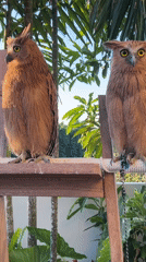 Bali garden property with owls, parrots, and poolside plants