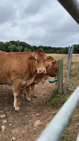 Two cows stand by a water trough. The cow in the foreground is light brown with its head turned to the right, looking at the trough. The second cow, also light brown, is partially visible behind the first, with its head turned to the trough and appears to be drinking. The water trough is green and attached to a metal pole. The ground is dirt and rocks. In the background, there is a fence and a treeline under a cloudy sky.