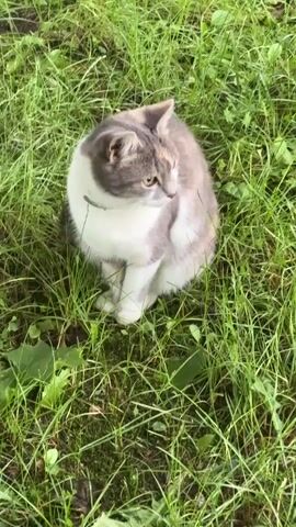 A dilute calico cat with white, gray, and muted orange markings sits alertly in lush green grass. The cat is facing to the right, with its head slightly tilted and its gaze directed downwards and to the right, as if observing something just out of frame. Its body is tucked in, with front paws neatly placed together. A thin, light-colored collar is visible around its neck. The grass appears to be a mix of taller blades and shorter, denser patches, suggesting a natural outdoor setting. Sunlight filters through, indicating it's daytime, and the overall scene conveys a sense of peaceful observation. The location is Balabanovo, Russia. There is no visible text in the media file.