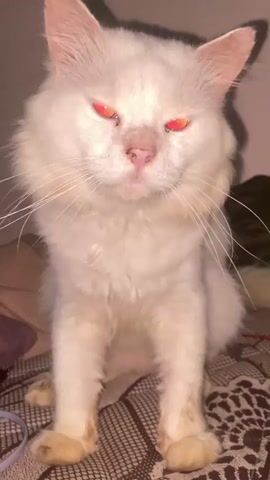 A close-up, vertical video shows a fluffy white cat with bright red eyes sitting on a patterned blanket. The cat is facing the camera directly. The lighting is dim, creating a shadow behind the cat. The cat's eyes glow red throughout the clip. The cat blinks several times and its facial expression changes slightly. In the background, other blankets and a dark object, possibly another animal, are visible.