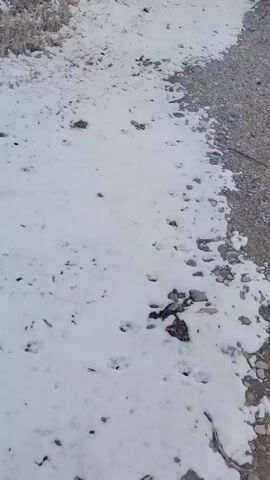 The camera pans over a snowy path bordered by dry grass and gravel. Footprints and small animal tracks are visible in the snow. The path leads to a building and trees in the distance.