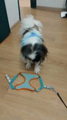 Small dog with blue-dyed fur spotted in Izhevsk