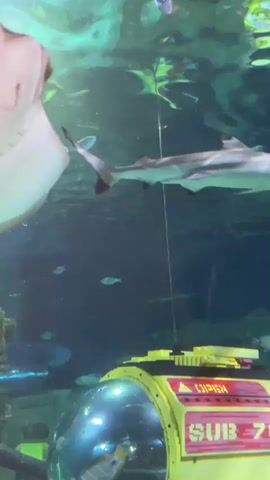 A stingray swims in an aquarium. The stingray is large and light colored. It swims near the top of the water. Several small fish swim below the stingray. In the background, there are green plants and a yellow object that looks like a submersible.