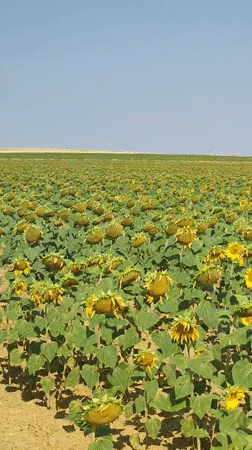 Sunflower fields at peak maturity, Autillo de Campos, late summer