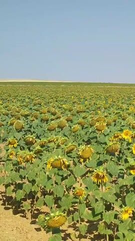 The video shows a vast field of sunflowers under a clear blue sky. The sunflowers are in various stages of development, with some in full bloom and others with heads bowed, indicating they are mature. The plants are tall with large green leaves and yellow petals. The field stretches as far as the eye can see, with a flat horizon. The ground appears to be dry and earthy. The camera pans slowly across the field, offering a wide view of the agricultural landscape. No people or animals are visible in the frame. The lighting suggests it is daytime, likely midday or afternoon, with the sun casting a soft light on the scene.