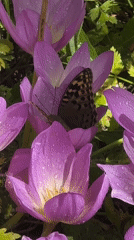Autumn blooms and butterflies in a Koklaisay garden