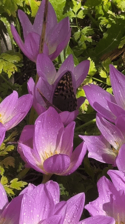 Autumn blooms and butterflies in a Koklaisay garden