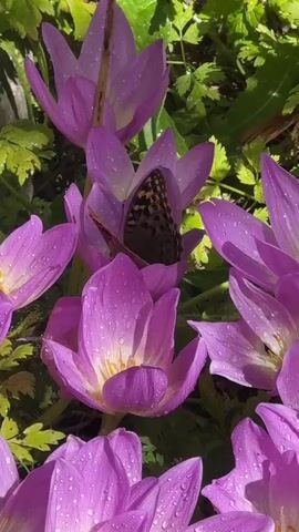 A close-up video captures a butterfly perched on a purple crocus flower. The flower, with its delicate petals, is adorned with water droplets, suggesting a recent rainfall or morning dew. The butterfly, with its wings spread, displays intricate brown and black patterns. Surrounding the central flower are several other crocus blooms, creating a vibrant tapestry of purple hues. Lush green foliage provides a soft, natural backdrop, with sunlight filtering through the leaves, casting a gentle glow on the scene. The video pans slightly, offering a dynamic view of the blossoms and their winged visitor.