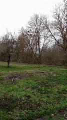 Bare tree captured in rural Ukrainian field during spring morning