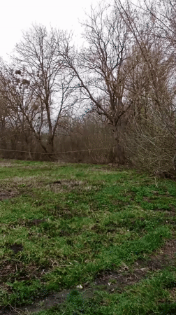 Bare tree captured in rural Ukrainian field during spring morning