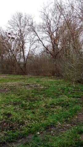 The video shows a rural or semi-rural scene on a cloudy day. There's a grassy field with patches of dirt, surrounded by bare trees and dense brush.  In the middle of the field, there is a single, bare tree. In the background a wooden post with attached birdhouse is visible. A small, blue-roofed structure can be seen to the left of the frame. There are no people or animals visible in the video. The camera pans slowly across the scene, providing a wide view of the landscape. The overall atmosphere is bleak and quiet.