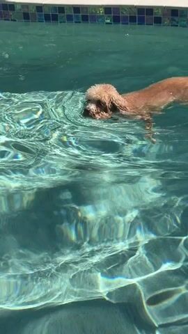 A small, tan dog with curly fur swims in a swimming pool. The dog is moving from left to right across the frame, with its head above water and its body submerged. Sunlight creates shimmering patterns on the surface of the clear blue water. The edge of the pool, lined with white and dark tiles, is visible at the top of the frame.