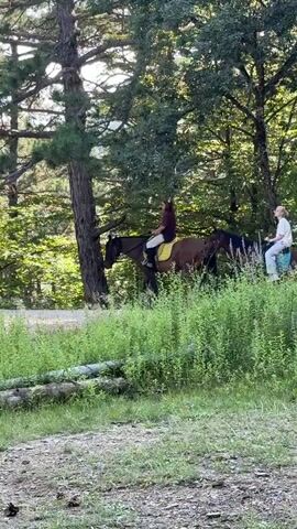 Two individuals on horseback are moving from left to right across the frame. The person in front is wearing a dark maroon shirt and light-colored pants, riding a dark brown horse with a bright yellow saddle pad. The second person is wearing a light-colored long-sleeved shirt and light-colored pants, riding a dark brown horse with a light blue saddle pad. The horses appear to be walking. They are on a path bordered by dense green foliage on the right and a dirt or gravel road on the left. Tall trees with dark trunks and green canopies form the backdrop, with sunlight filtering through the leaves. The overall environment suggests a wooded or forested area.