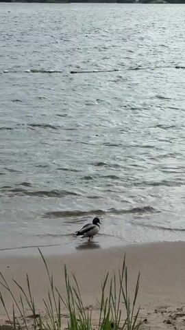 A mallard duck stands at the edge of a sandy beach as small waves wash over its feet. The duck occasionally dips its head into the water, seemingly looking for food. The water is a dark grey, and the sand is a light brown. In the foreground, green blades of grass are visible. The water stretches far into the background, with a line of buoys marking a distance.