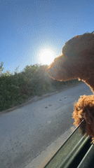 Woman and Goldendoodle enjoy sunny car ride in Montenegro