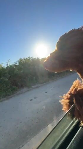 Woman and Goldendoodle enjoy sunny car ride in Montenegro