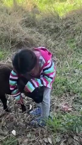 The video shows a young girl petting a sheep. The girl has long dark hair and is wearing a pink and blue striped jacket, a pink t-shirt, and checkered pants. She is also wearing blue Crocs. The sheep is dark brown and is standing in a field with some grass and dry vegetation. The girl is petting the sheep on its head and neck. The sheep appears to be tolerant of her touch.