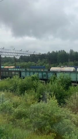 The video displays a static shot of a freight train on a track, partially obscured by dense green foliage in the foreground. The train consists of multiple boxcars, predominantly green, and at least one white tank car. An overhead gantry with lights and what appears to be electrification lines spans across the tracks above the train. A line of green trees forms a dense background behind the train. The sky is overcast with gray clouds. The camera exhibits slight movement, suggesting it is held by a person or is inside a moving vehicle. No people are visible.