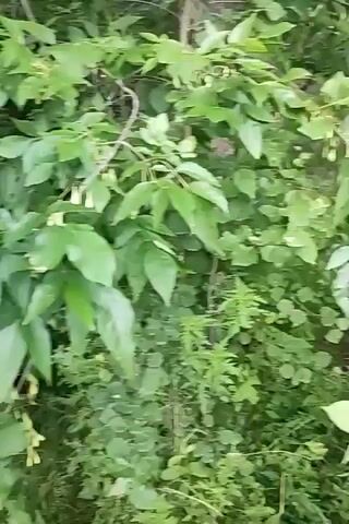 The video shows a dense green foliage, primarily consisting of leaves and branches of plants and trees. The camera pans slightly to reveal a body of water, likely a pond or lake, covered with a thin layer of green algae. Tall, green reeds or grasses grow along the edge of the water. The overall scene is natural and appears to be an outdoor environment. There are no people or any observable actions taking place.