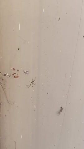 The video shows two small spiders on a light-colored, textured surface, possibly a wall or a panel. The surface is speckled with small dark and white particles, suggesting it is dirty or dusty. In the upper left quadrant of the frame, a slender, pale green spider with long legs is visible. In the lower right quadrant of the frame, a smaller, reddish-brown spider is also present, appearing to be interacting with a small, lighter-colored object, possibly prey or debris. The spiders are the primary subjects of the video, and their small size and muted colors blend with the background. The lighting is somewhat diffused, casting no harsh shadows.