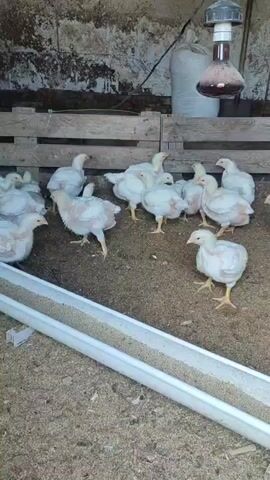 In a dimly lit barn, a group of white chickens are gathered on a bedding of tan material. In front of them is a long, white plastic trough filled with what appears to be feed. Above them hangs a clear, plastic container with a dark liquid inside. The background consists of a concrete wall, partly covered with wooden planks, and a large, white bag. There are no people visible in the frame. The chickens stand and occasionally shift their positions.