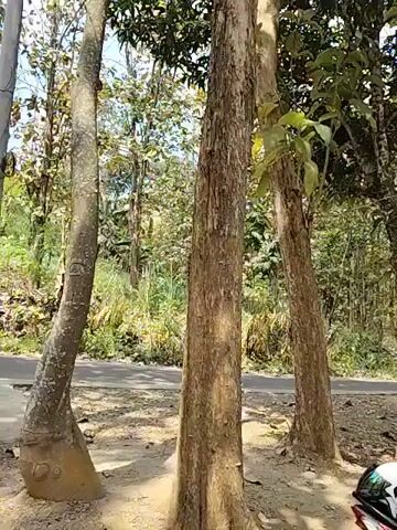 The video pans across a scene with several tall trees. In the foreground, the tops of two helmets and a portion of a motorcycle are visible, suggesting the camera is mounted on the motorcycle. A grey car is parked to the left of the frame, beyond a road. The ground is covered in dry leaves and dirt. The trees have rough bark and are sparsely leafed in some areas, with fuller foliage on some branches. The sky is visible through the branches.