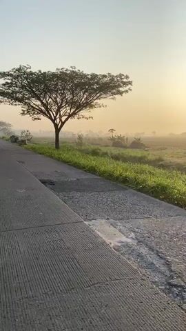 This video shows a view from the perspective of someone riding on a motorcycle. The road is paved and has some cracks. On the right side of the road, there is a field of green grass and crops, with some trees in the background. The sun is low in the sky, casting a warm glow and creating a misty atmosphere over the landscape. There is a large tree on the left side of the road in the first few seconds. A bicycle with baskets is seen in the distance in the third second. Later, a parked motorcycle is visible on the right side of the road. The sky is clear with a slight haze.