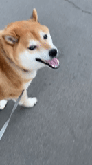 Dog walker strolls through Zheleznogorsk neighborhoods on sunny afternoon