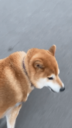 Dog walker strolls through Zheleznogorsk neighborhoods on sunny afternoon