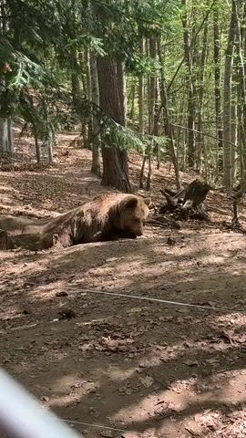 A medium shot shows a brown bear resting on the ground in a forest. The bear is lying down with its head lowered, appearing relaxed. The setting is a sun-dappled forest floor covered in dry leaves and dirt. Sunlight filters through the trees, creating dappled shadows. In the background, tall trees with light-colored bark rise into the canopy. The bear is in a naturalistic enclosure, indicated by a thin white rope or wire stretched across the ground in the foreground and parts of a fence visible in the edges of the frame. The overall impression is one of a peaceful moment in a forest habitat. The time of day appears to be daytime, likely late morning or early afternoon, given the bright sunlight and shadows. The weather seems pleasant, as indicated by the clear, sunny conditions.