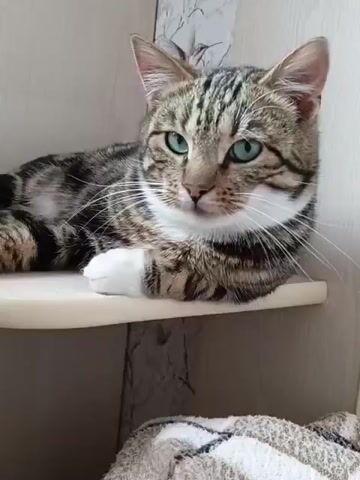 A tabby cat with green eyes is lying on a shelf. The cat is looking at the camera. The shelf is light-colored and is in a corner. There is a wall behind the shelf with a decorative wallpaper featuring birds and butterflies. Below the shelf, a patterned blanket or rug is visible. The cat shifts its position slightly, stretching its front legs.