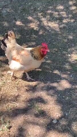 The video shows a light-colored hen walking and pecking at the ground. The hen is mostly white and tan with some darker brown speckles on its neck and back. It has a red comb and wattles. The hen is outdoors on a patch of dry grass and dirt. There are some shadows cast from trees, indicating it is daytime. The hen is the sole subject of the video and there are no other animals or people visible. The camera follows the hen as it moves slightly from left to right and then turns its head towards the camera.