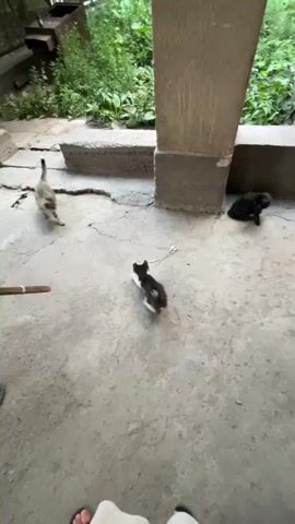 The video shows three kittens playing on a cracked concrete surface outdoors. A tabby kitten is in the upper left, facing right. A black and white kitten is in the center, facing left. A solid black kitten is in the upper right, facing left. A person's feet are visible in the foreground. The environment appears to be an outdoor patio or alleyway with overgrown green plants and a concrete pillar. The kittens are engaged in playful interaction, with the tabby and black and white kittens appearing to chase each other.