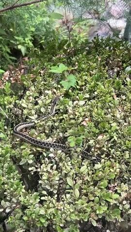 A snake is slithering through dense green foliage. The snake is long and slender with a patterned body of brown and black. The background is filled with more greenery and hints of brown branches. The lighting appears natural, suggesting an outdoor environment.