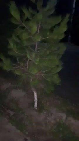 The video shows a dark, outdoor environment with a pine tree in the foreground. The camera moves erratically, creating a shaky and blurred view. In the background, there appears to be a body of water and a faint light source, possibly the moon. The ground is covered with dirt and some vegetation. There are no people or other objects clearly visible. The overall impression is a nighttime scene in a natural setting.