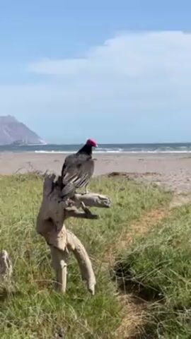 The video shows a turkey vulture perched on a piece of driftwood on a beach, taking off and flying out over the ocean. The vulture has black and gray feathers and a bare red head. The beach is sandy and grassy, and there are gentle waves breaking on the shore. In the distance, there are mountains or hills. The sky is blue with a few white clouds. The camera follows the vulture as it flies.